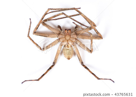 Dead Brown Spider 43765631