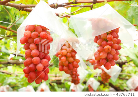 Grape hunting 43765711