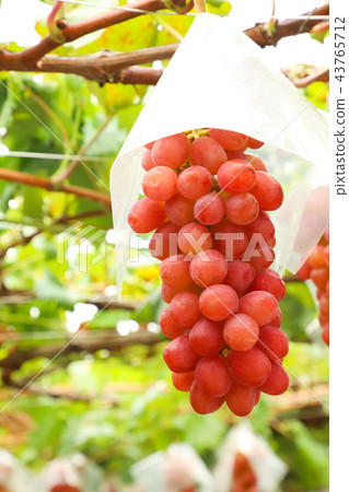 Grape hunting 43765712