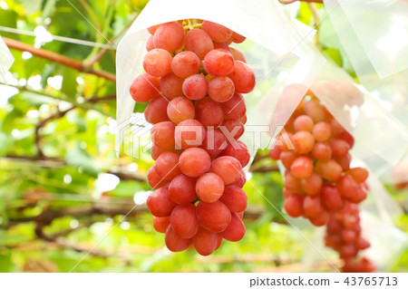 Grape hunting 43765713