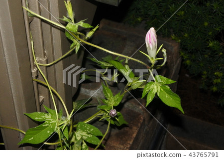 牽牛花間隔射擊04 牽牛花間隔射擊04 43765791