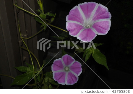 牽牛花間隔拍攝21 43765808