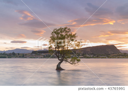 Alone tree in Wanaka water lake Alone tree in Wanaka water lake 43765991