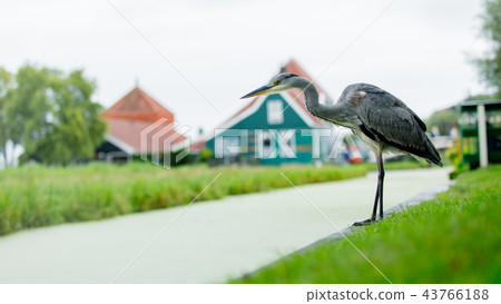 Wild bird near channel in a dutch farm 43766188
