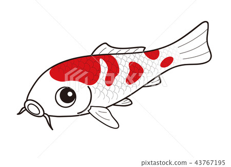 Carp nishikigoi red and white 43767195