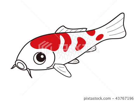 Carp nishikigoi red and white 43767196