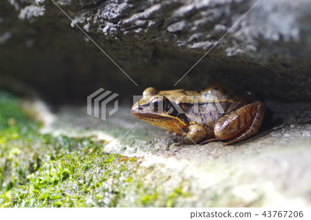 東京dalo青蛙 43767206