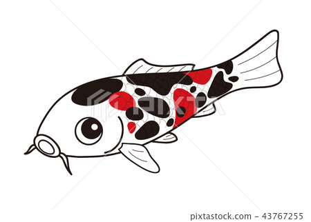 鯉魚錦鯉昭和三國 43767255