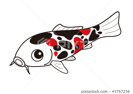 鯉魚錦鯉昭和三國 43767256