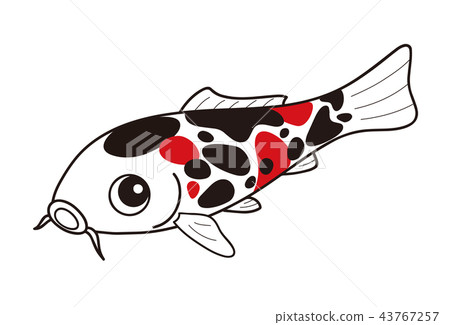 鯉魚錦鯉昭和三國 鯉魚錦鯉昭和三國 43767257