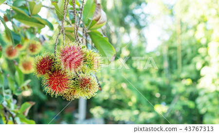 Rambutan fruit in an orchard. Rambutan fruit in an orchard. 43767313