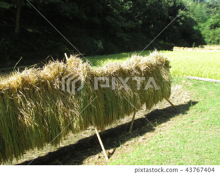 Landscape of idyllic rice fields in autumn 43767404