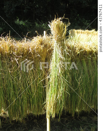 Landscape of idyllic rice fields in autumn 43767411