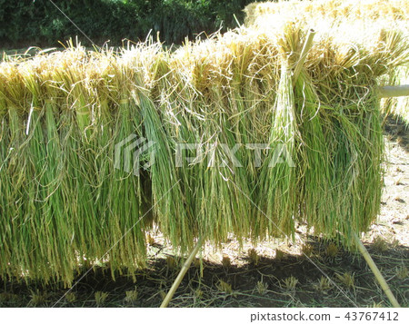 Landscape of idyllic rice fields in autumn 43767412