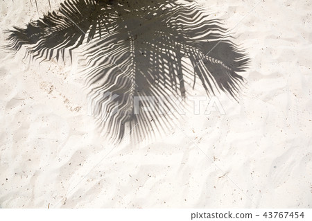 Palm trees cast shadows on the smooth golden sand 43767454