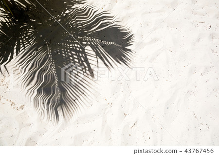 Palm trees cast shadows on the smooth golden sand Palm trees cast shadows on the smooth golden sand 43767456