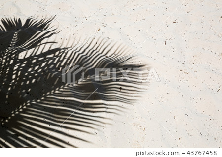 Palm trees cast shadows on the smooth golden sand 43767458