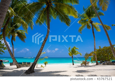 coconut palm trees with blue sky. coconut palm trees with blue sky. 43767521