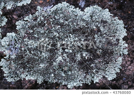 image from outdoor texture background series moss and stone image from outdoor texture background series moss and stone 43768080