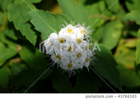 Flowers of white rhododendrons close-up Flowers of white rhododendrons close-up 43768103