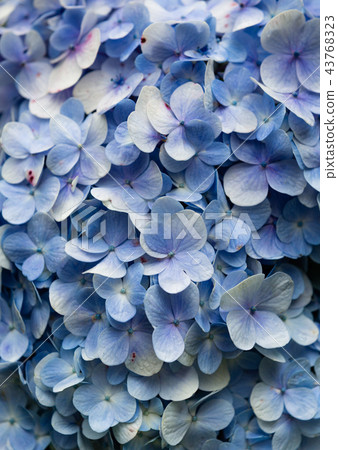 Blue Hydrangea flora background. Blue Hydrangea flora background. 43768323