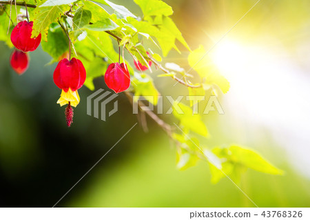 Abutilon megapotamicum on green background Abutilon megapotamicum on green background 43768326