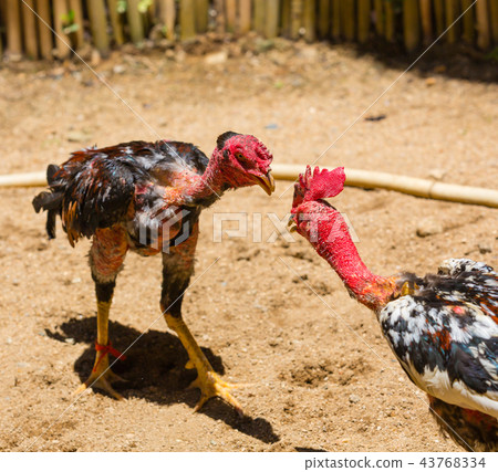 Fierce cock-fight in progress Fierce cock-fight in progress 43768334