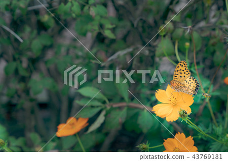 蝴蝶和花 43769181
