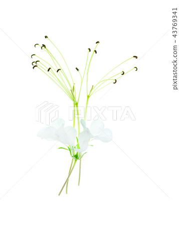 Wild spider flower Wild spider flower 43769341