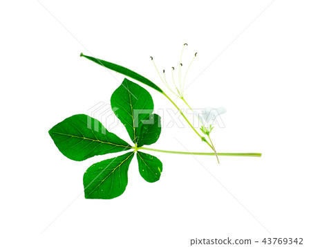 Wild spider flower Wild spider flower 43769342