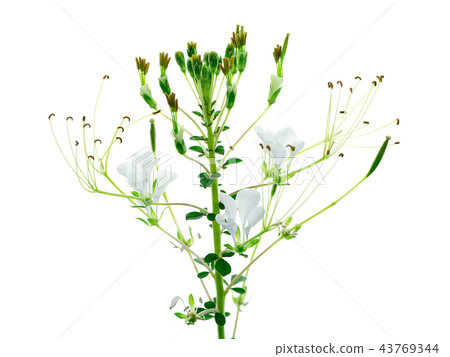 Wild spider flower 43769344