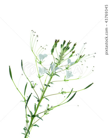 Wild spider flower 43769345