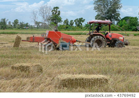 Rice straw machine Rice straw machine 43769492