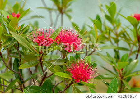 Pink Red Powder Puff, Red Head Powder Puff 43769617
