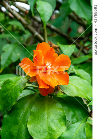 Close up of orange Wax Rose flower with leaf. 43769693