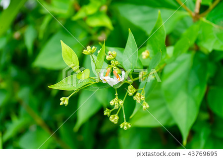 Close up of Night jasmine or Coral jasmine flower 43769695