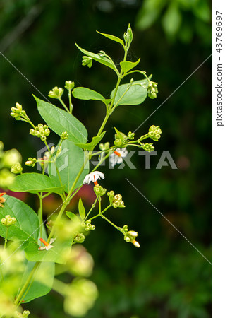 Close up of Night jasmine or Coral jasmine flower 43769697