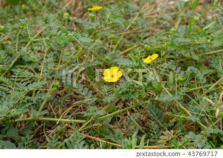 The yellow flower of devil's thorn. 43769717