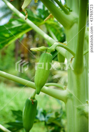 Close up young papaya on tree. 43769723