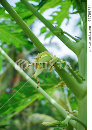 Close up young papaya on tree. Close up young papaya on tree. 43769724