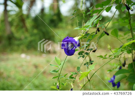 Blue Pea or Butterfly Pea. Blue Pea or Butterfly Pea. 43769726