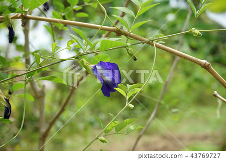 Blue Pea or Butterfly Pea. Blue Pea or Butterfly Pea. 43769727