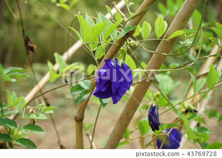 Blue Pea or Butterfly Pea. Blue Pea or Butterfly Pea. 43769728