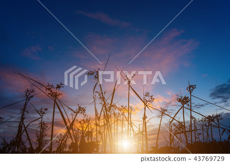 Silhouette grass leaves Silhouette grass leaves 43769729