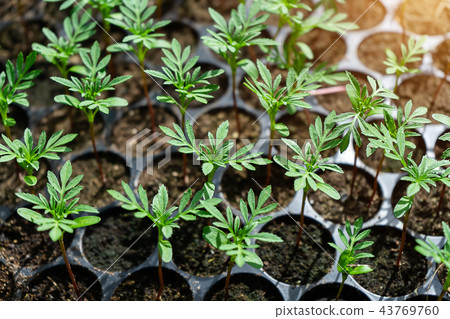 Seedlings of Marigold 43769760