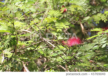 美國Nymnusium花 43769840