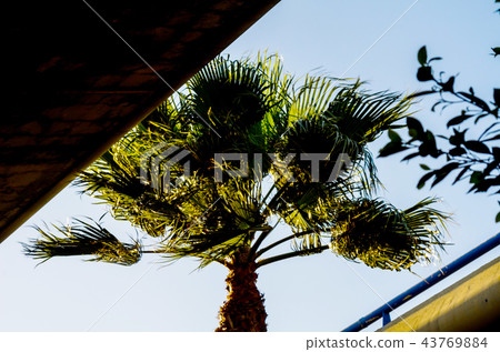 beautiful spreading palm tree, exotic plants beautiful spreading palm tree, exotic plants 43769884