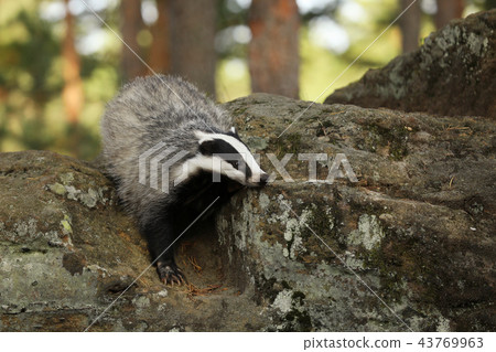 Portrait of badger in forest - Meles meles 43769963