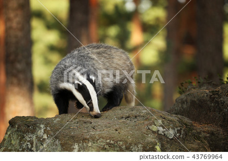 Portrait of young badger in forest - Meles meles 43769964