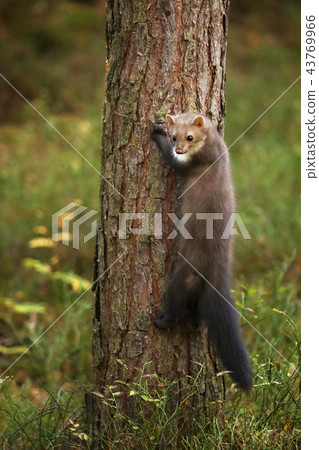 Stone marten climb on the tree - Martes foina 43769966
